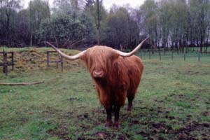 Highland Cattle