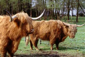 Highland Cattle in Ben Nevis Distillery