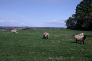 Glenmorangie Distillery