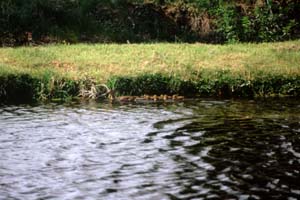 �J���K���̐e�q