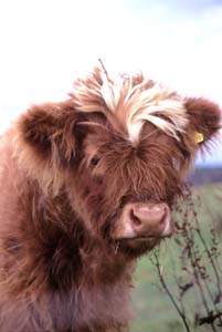 Highland Cattle�̎q��