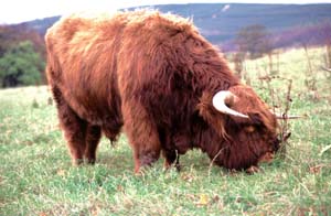 ������͐e