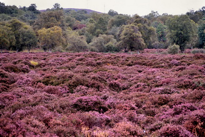 �q�[�X�炭����