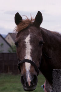 ���ǂ����Ȃ�ȁ`