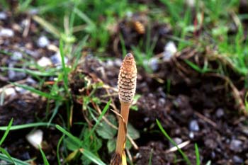 Scotland�̂���