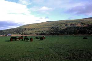River Spey�̂قƂ��